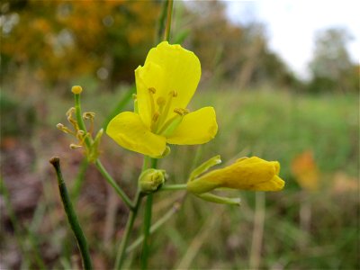 Wilde Rauke (Diplotaxis tenuifolia) bei Hockenheim