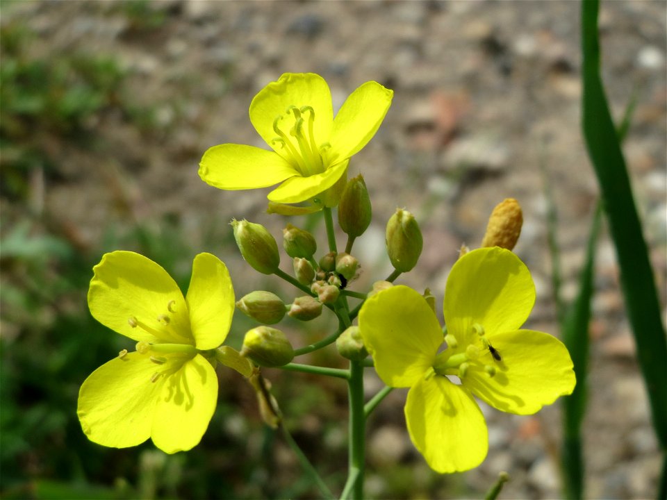 Wilde Rauke (Diplotaxis tenuifolia) im Landschaftsschutzgebiet Hockenheimer Rheinbogen
