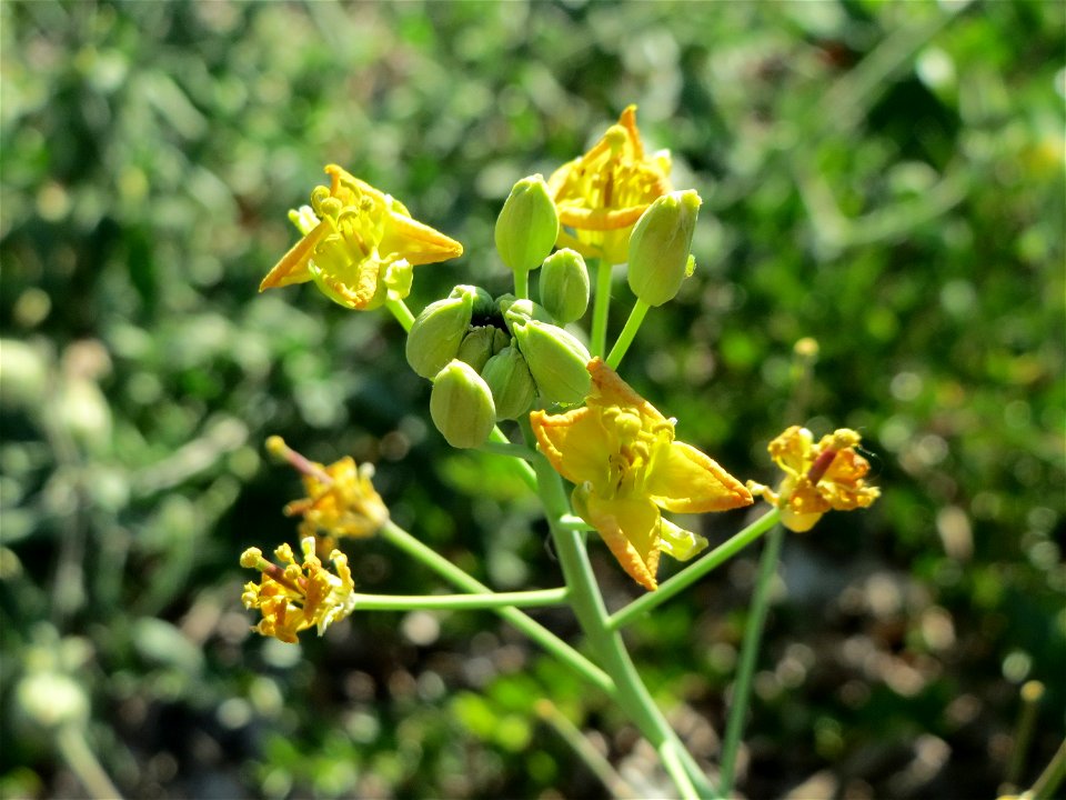 Wilde Rauke (Diplotaxis tenuifolia) in Hockenheim