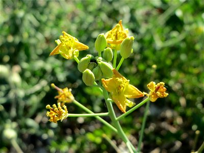 Wilde Rauke (Diplotaxis tenuifolia) in Hockenheim