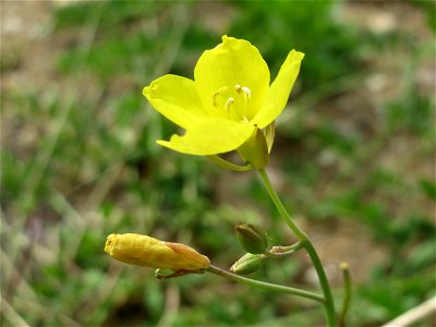 Wilde Rauke (Diplotaxis tenuifolia) in Hockenheim photo