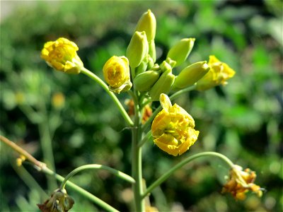 Wilde Rauke (Diplotaxis tenuifolia) in Hockenheim