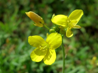 Wilde Rauke (Diplotaxis tenuifolia) in Hockenheim