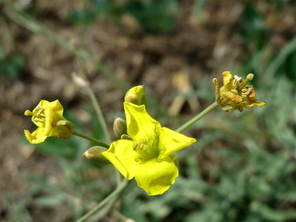 Wilde Rauke (Diplotaxis tenuifolia) bei Oftersheim