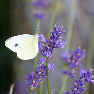 Lavender nature insect
