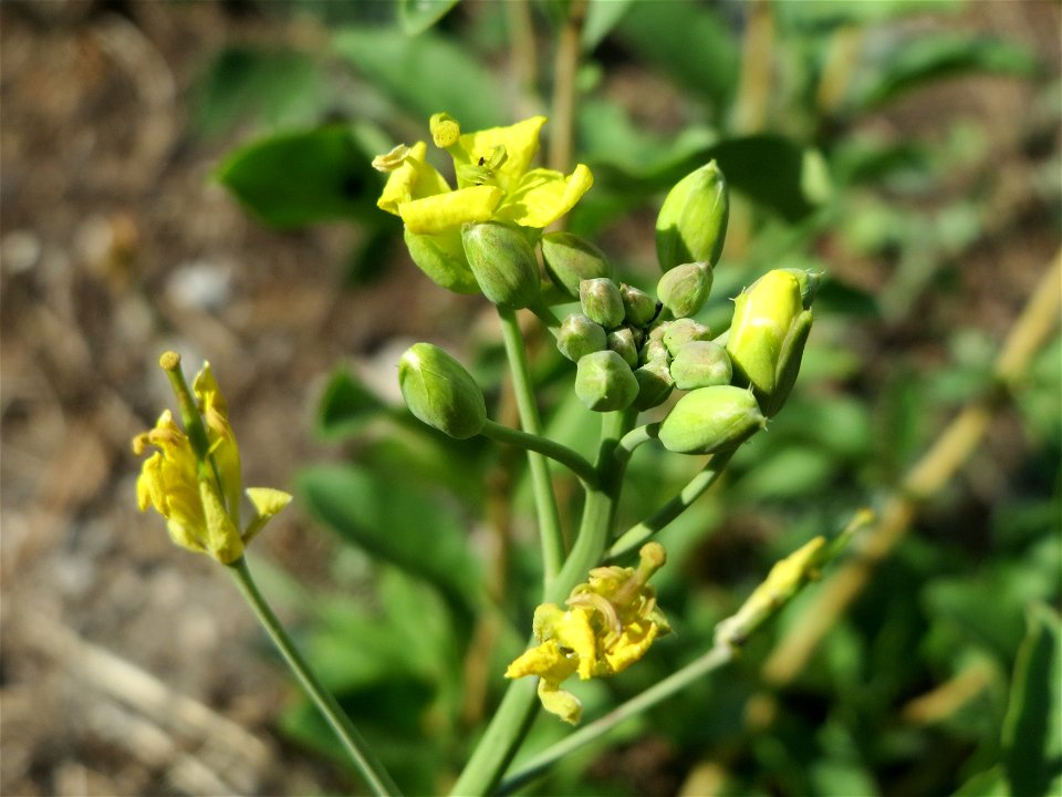 Wilde Rauke (Diplotaxis tenuifolia) an der A6 im Schwetzinger Hardt
