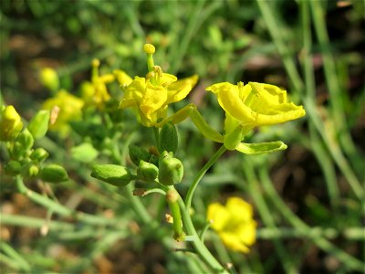 Schmalblättriger Doppelsame oder Wilde Rauke (Diplotaxis tenuifolia) auf einem Sandhügel einer Baustelle in Hockenheim