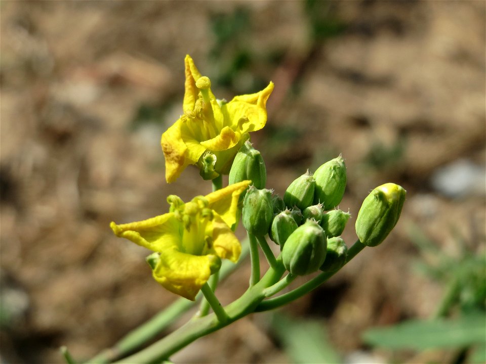 Wilde Rauke (Diplotaxis tenuifolia) an der A6 im Schwetzinger Hardt