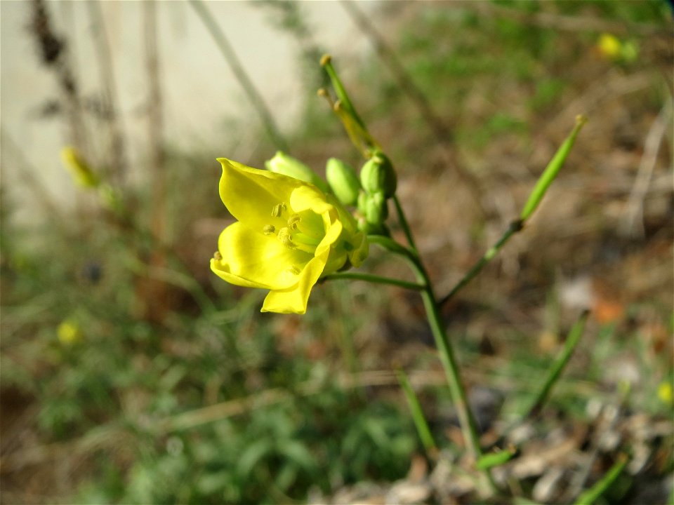 Wilde Rauke (Diplotaxis tenuifolia) bei Hockenheim