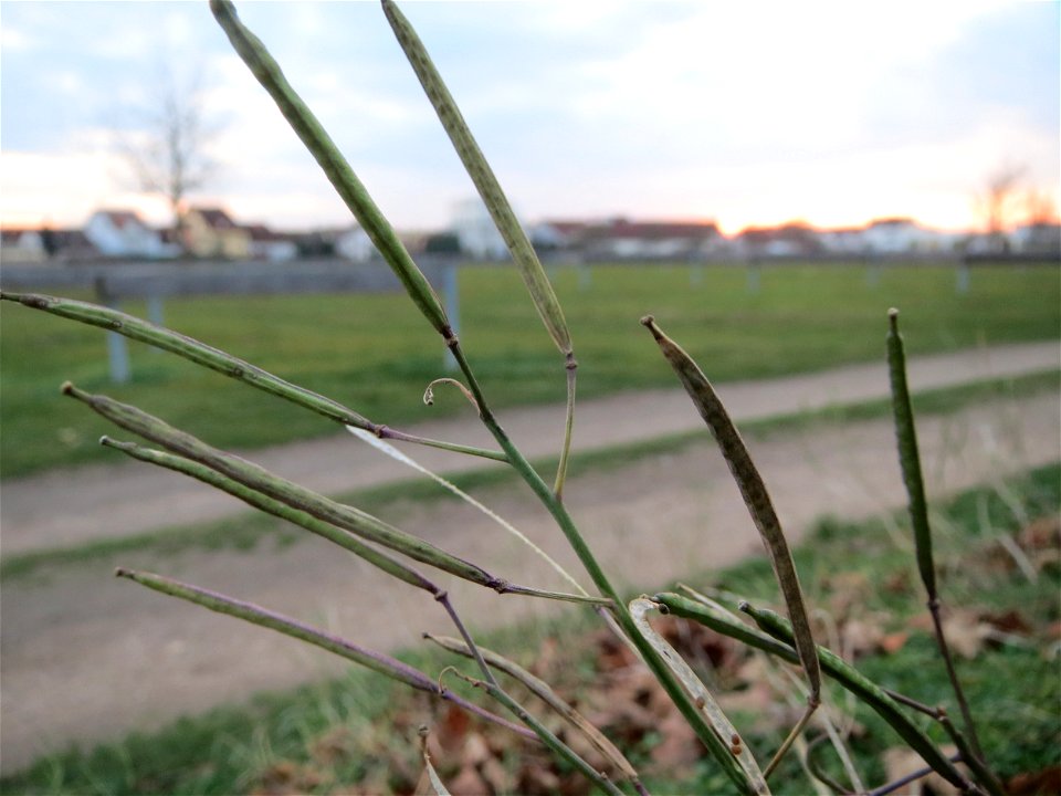 Schmalblättriger Doppelsame oder Wilde Rauke (Diplotaxis tenuifolia) in Hockenheim