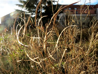Wilde Rauke (Diplotaxis tenuifolia) in Hockenheim