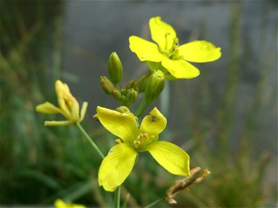 Wilde Rauke (Diplotaxis tenuifolia) in Hockenheim
