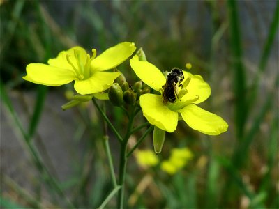 Wilde Rauke (Diplotaxis tenuifolia) in Hockenheim