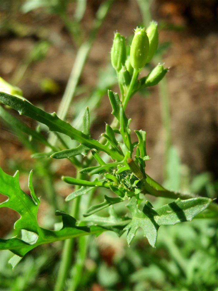 Schmalblättriger Doppelsame oder Wilde Rauke (Diplotaxis tenuifolia) in Hockenheim