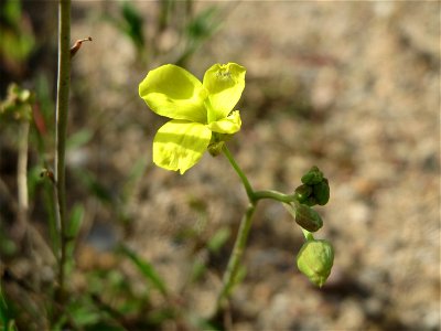 Schmalblättriger Doppelsame oder Wilde Rauke (Diplotaxis tenuifolia) am Messplatz in Hockenheim