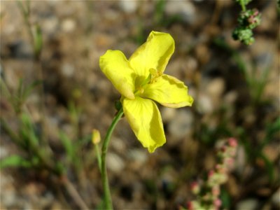 Schmalblättriger Doppelsame oder Wilde Rauke (Diplotaxis tenuifolia) am Messplatz in Hockenheim