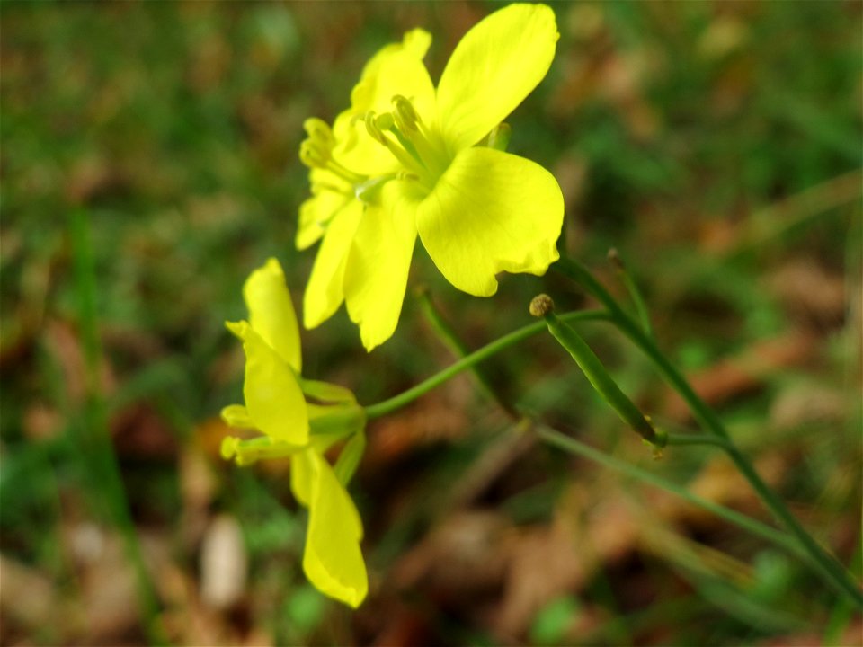 Schmalblättriger Doppelsame oder Wilde Rauke (Diplotaxis tenuifolia) in Hockenheim - die Rucola braucht man nicht teuer im Gemüsegeschäft kaufen, sie wächst wild auf Ruderalflächen und lässt sich von 
