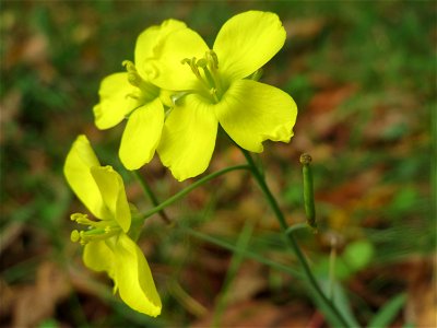 Schmalblättriger Doppelsame oder Wilde Rauke (Diplotaxis tenuifolia) in Hockenheim - die Rucola braucht man nicht teuer im Gemüsegeschäft kaufen, sie wächst wild auf Ruderalflächen und lässt sich von 