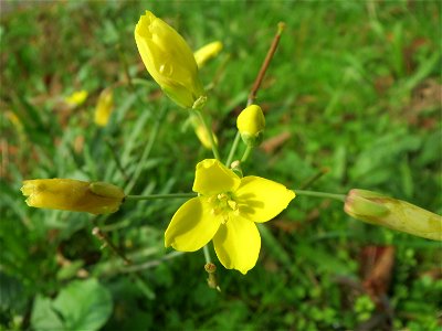 Schmalblättriger Doppelsame oder Wilde Rauke (Diplotaxis tenuifolia) in Hockenheim - die Rucola braucht man nicht teuer im Gemüsegeschäft kaufen, sie wächst wild auf Ruderalflächen und lässt sich von 