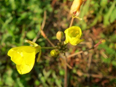 Schmalblättriger Doppelsame oder Wilde Rauke (Diplotaxis tenuifolia) in Hockenheim - an günstigen Standorten kann man sie bis Dezember sammeln photo