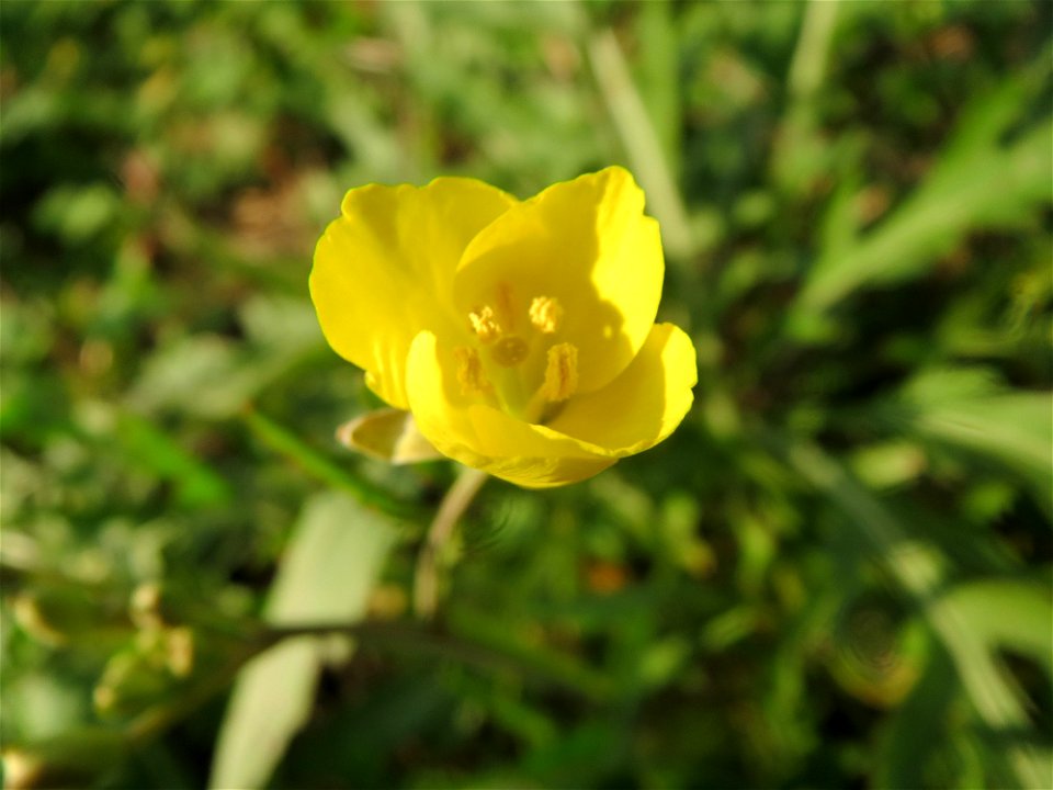 Schmalblättriger Doppelsame oder Wilde Rauke (Diplotaxis tenuifolia) in Hockenheim - an günstigen Standorten kann man sie bis Dezember sammeln
