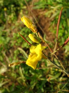 Schmalblättriger Doppelsame oder Wilde Rauke (Diplotaxis tenuifolia) in Hockenheim - an günstigen Standorten kann man sie bis Dezember sammeln