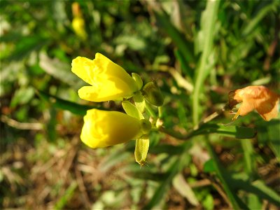 Schmalblättriger Doppelsame oder Wilde Rauke (Diplotaxis tenuifolia) in Hockenheim - an günstigen Standorten kann man sie bis Dezember sammeln