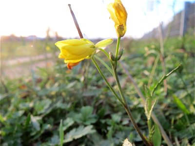 Schmalblättriger Doppelsame oder Wilde Rauke (Diplotaxis tenuifolia) in Hockenheim - an günstigen Standorten kann man sie bis Dezember sammeln