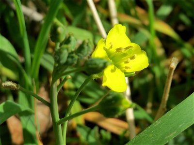 Ritzen-Botanik: Schmalblättriger Doppelsame oder Wilde Rauke (Diplotaxis tenuifolia) in Hockenheim