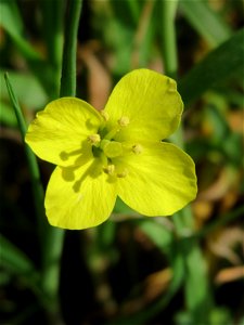 Ritzen-Botanik: Schmalblättriger Doppelsame oder Wilde Rauke (Diplotaxis tenuifolia) in Hockenheim photo