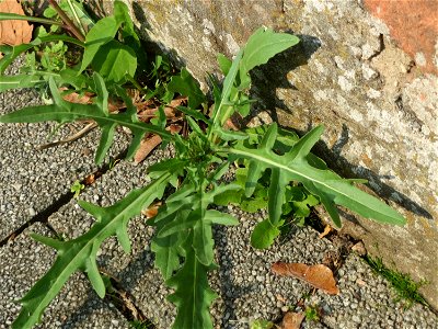 Ritzenbotanik: Schmalblättriger Doppelsame oder Wilde Rauke (Diplotaxis tenuifolia) an der Friedhofsmauer in Hockenheim, Grundblätter