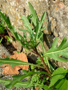 Ritzenbotanik: Schmalblättriger Doppelsame oder Wilde Rauke (Diplotaxis tenuifolia) an der Friedhofsmauer in Hockenheim, Grundblätter