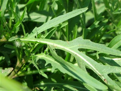 Schmalblättriger Doppelsame oder Wilde Rauke (Diplotaxis tenuifolia) beim Insultheimer Hof im Landschaftsschutzgebiet „Hockenheimer Rheinbogen“