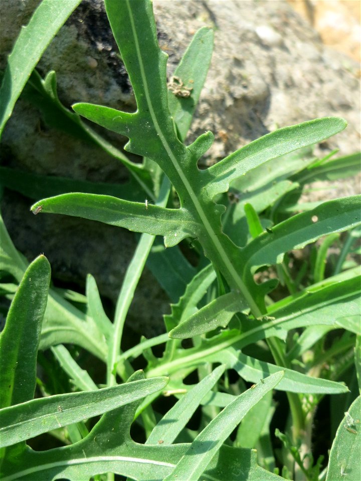 Schmalblättriger Doppelsame oder Wilde Rauke (Diplotaxis tenuifolia) beim Insultheimer Hof im Landschaftsschutzgebiet „Hockenheimer Rheinbogen“