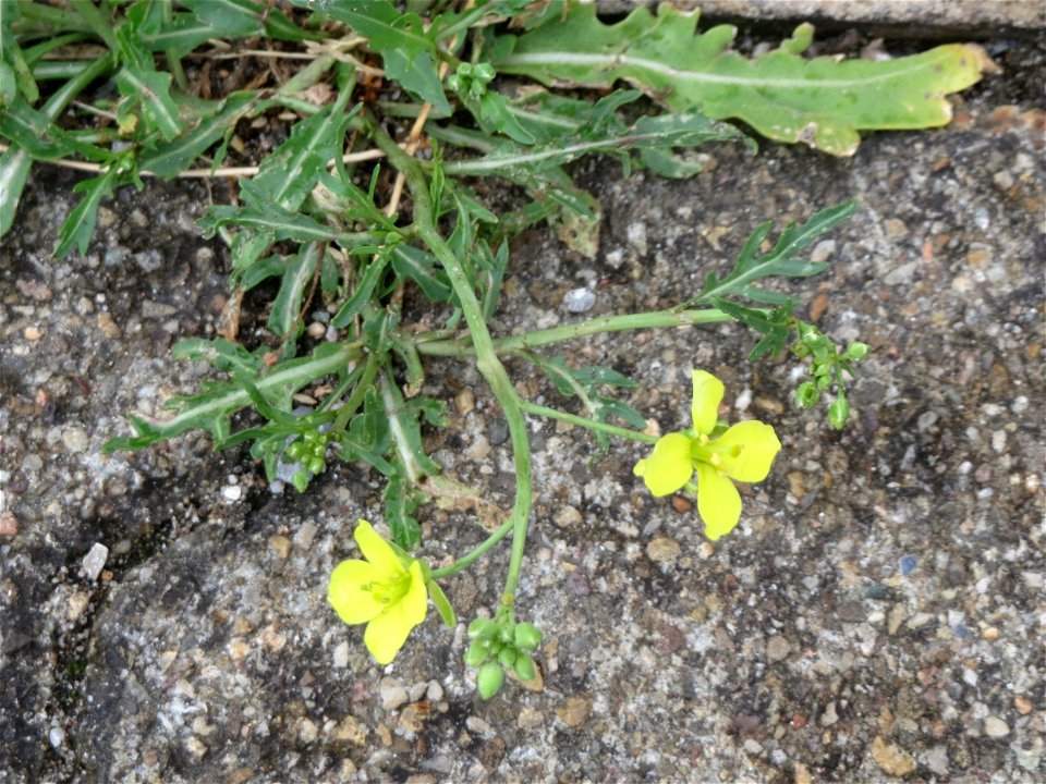 Schmalblättriger Doppelsame oder Wilde Rauke (Diplotaxis tenuifolia) am Bahnhof Hockenheim