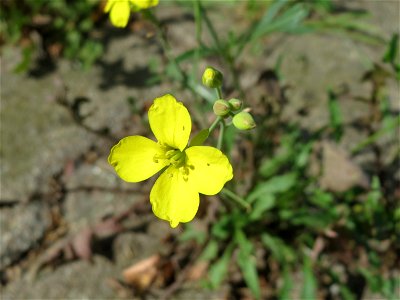Schmalblättriger Doppelsame oder Wilde Rauke (Diplotaxis tenuifolia) am Bahnhof Hockenheim