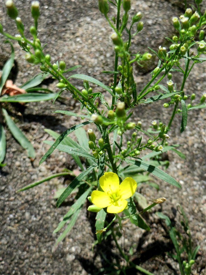 Schmalblättriger Doppelsame oder Wilde Rauke (Diplotaxis tenuifolia) am Bahnhof Hockenheim
