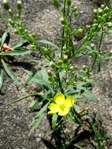 Schmalblättriger Doppelsame oder Wilde Rauke (Diplotaxis tenuifolia) am Bahnhof Hockenheim