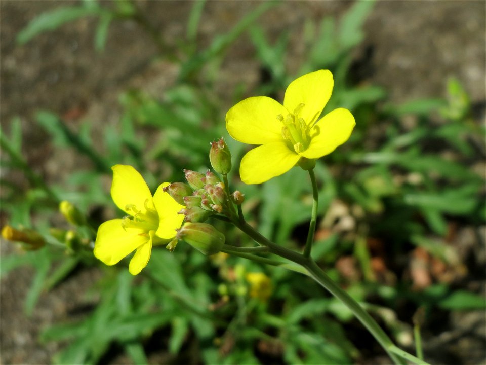 Schmalblättriger Doppelsame oder Wilde Rauke (Diplotaxis tenuifolia) am Bahnhof Hockenheim