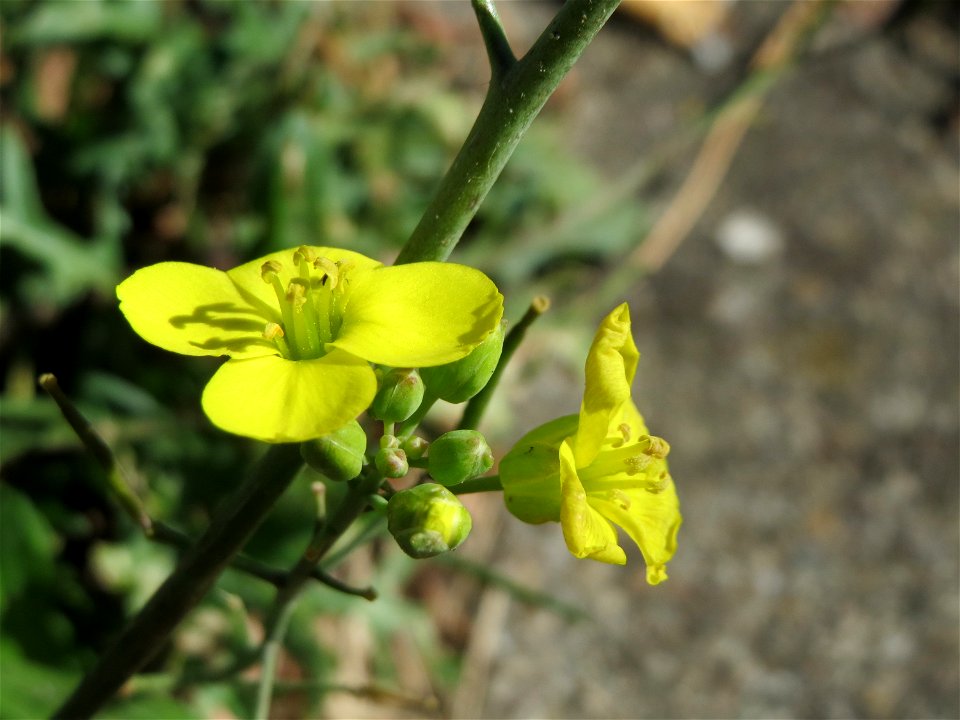 Schmalblättriger Doppelsame oder Wilde Rauke (Diplotaxis tenuifolia) am Bahnhof Hockenheim