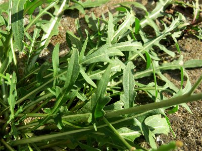 Schmalblättriger Doppelsame oder Wilde Rauke (Diplotaxis tenuifolia) in Hockenheim