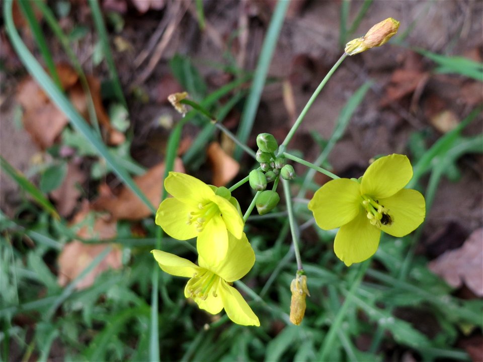 Schmalblättriger Doppelsame oder Wilde Rauke (Diplotaxis tenuifolia) am Straßenrand in Hockenheim