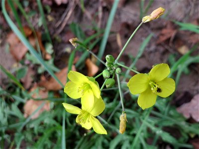 Schmalblättriger Doppelsame oder Wilde Rauke (Diplotaxis tenuifolia) am Straßenrand in Hockenheim