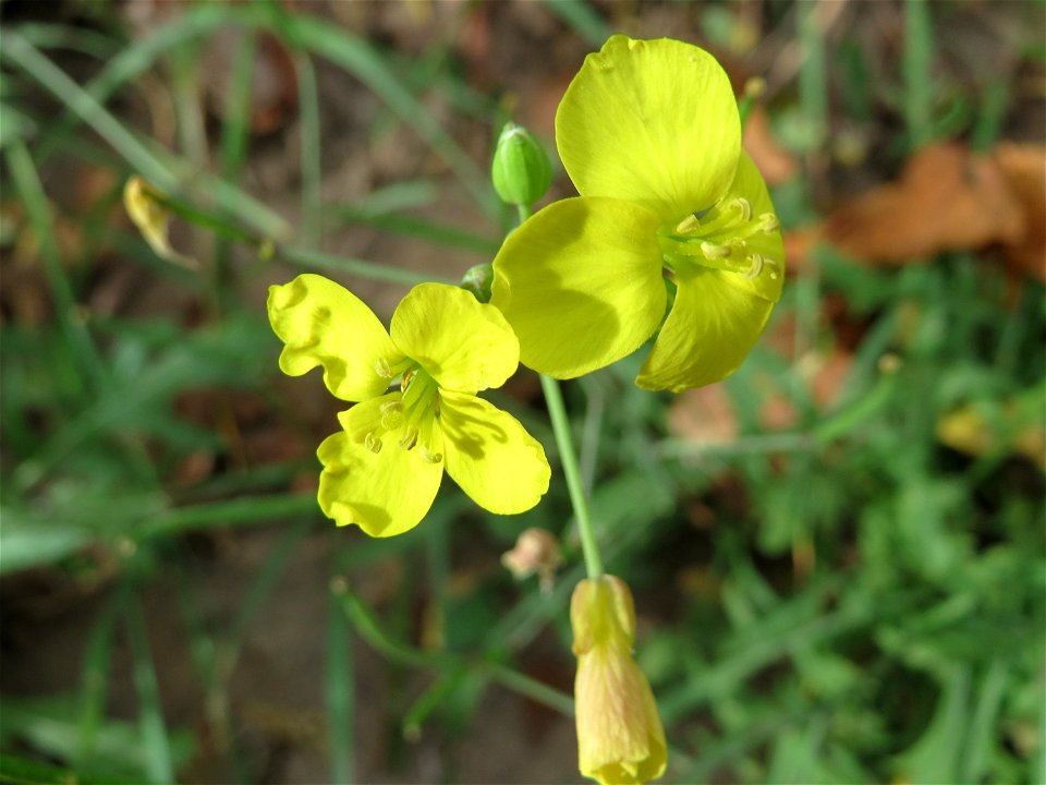 Schmalblättriger Doppelsame oder Wilde Rauke (Diplotaxis tenuifolia) am Straßenrand in Hockenheim