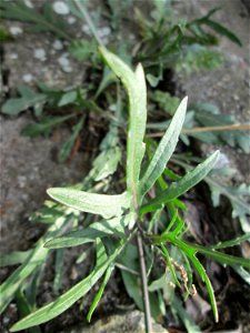 Schmalblättriger Doppelsame oder Wilde Rauke (Diplotaxis tenuifolia) in Hockenheim