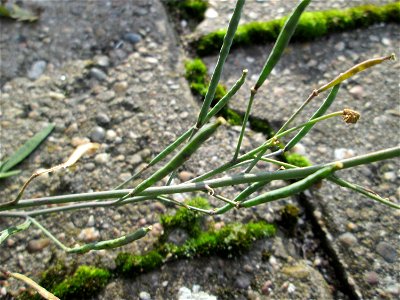 Schmalblättriger Doppelsame oder Wilde Rauke (Diplotaxis tenuifolia) in Hockenheim