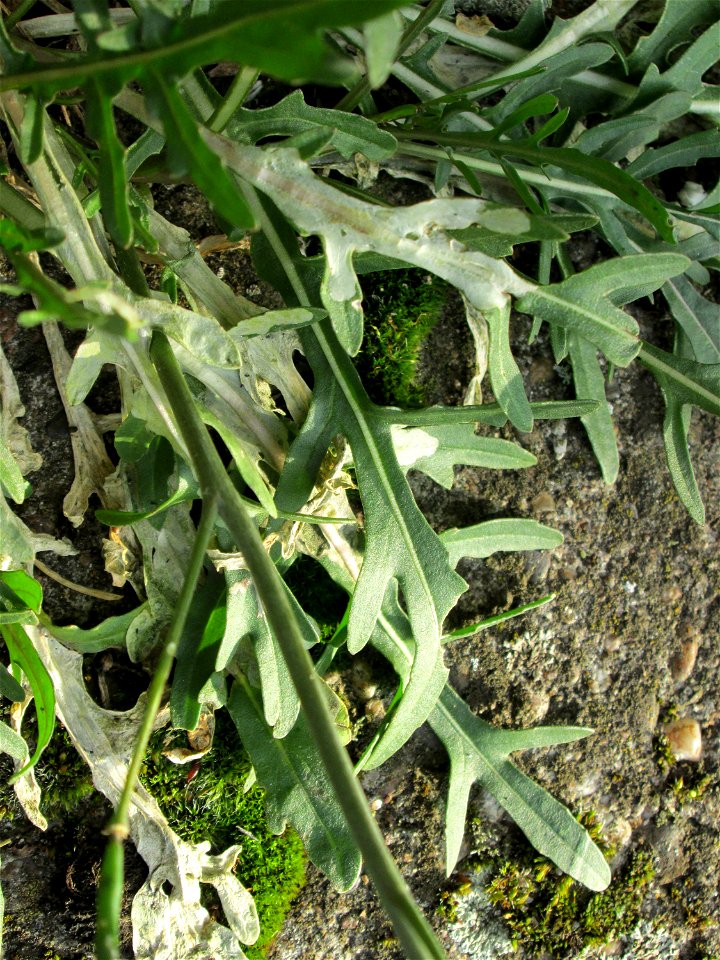 Schmalblättriger Doppelsame oder Wilde Rauke (Diplotaxis tenuifolia) in Hockenheim