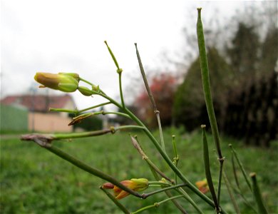 Schmalblättriger Doppelsame oder Wilde Rauke (Diplotaxis tenuifolia) auf einem Wiesenstreifen in Hockenheim