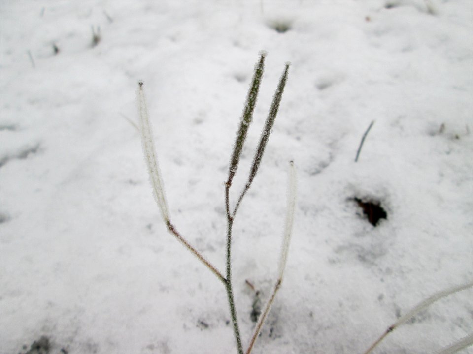 Vereister Schmalblättriger Doppelsame oder Wilde Rauke (Diplotaxis tenuifolia) am Stadtrand von Hockenheim nach dem Wintereinbruch am 1. Dezember 2017