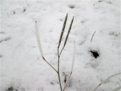 Vereister Schmalblättriger Doppelsame oder Wilde Rauke (Diplotaxis tenuifolia) am Stadtrand von Hockenheim nach dem Wintereinbruch am 1. Dezember 2017